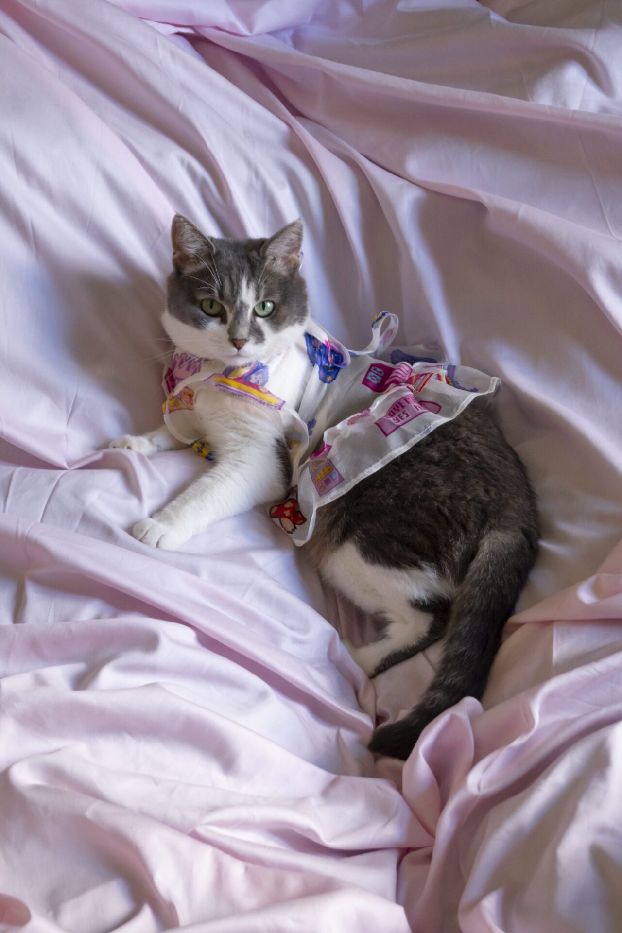 ピシュキン・ピシュキン ゲームオーバーペットのドレス